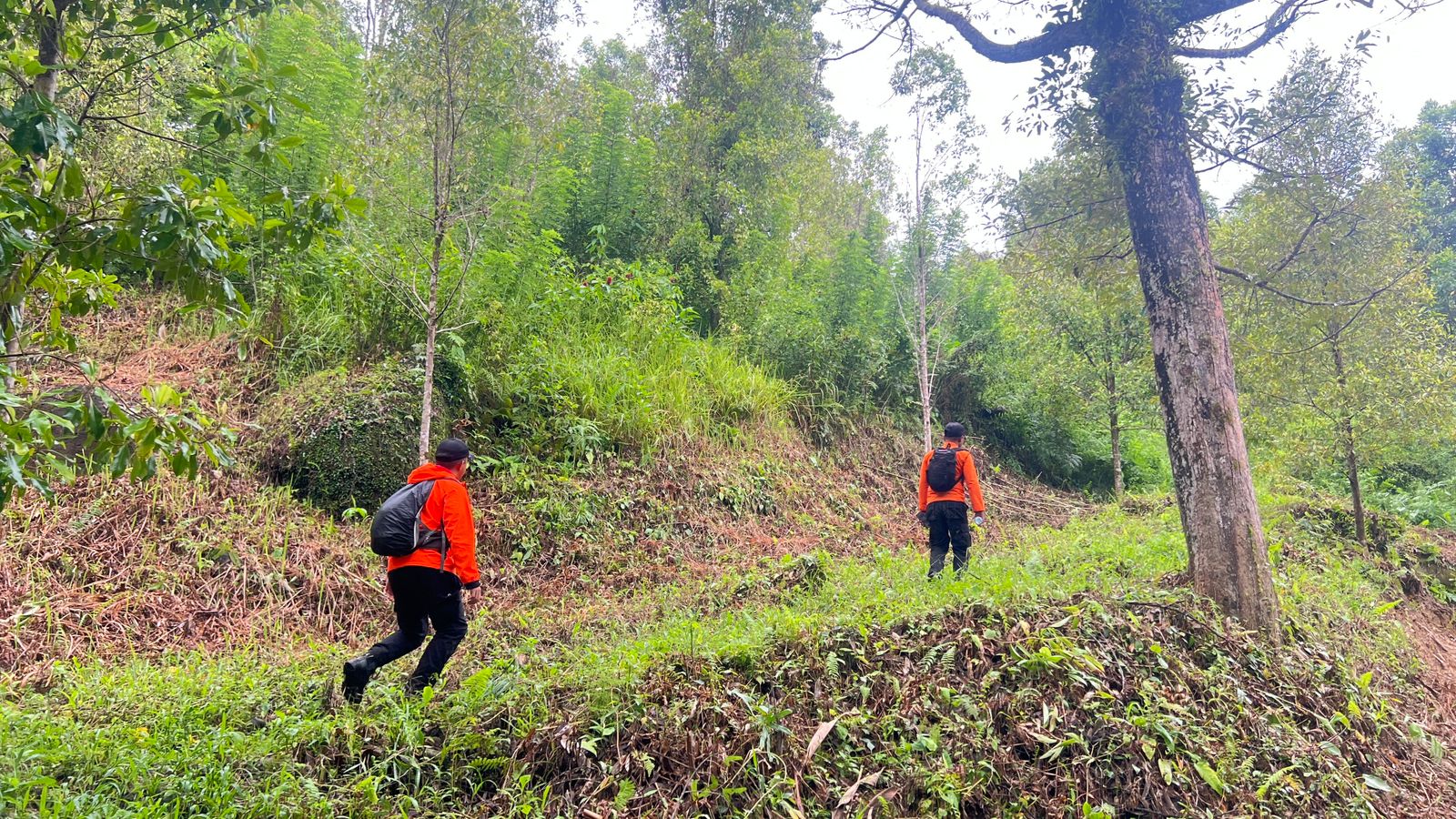 Satu Orang Belum Kembali dari Kebun di Desa Balukang 2, Kecamatan Sojol, Kabupaten Donggala